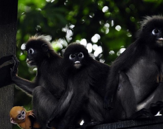Rowa wildlife sanctuary: Spectacled monkeys facing threat